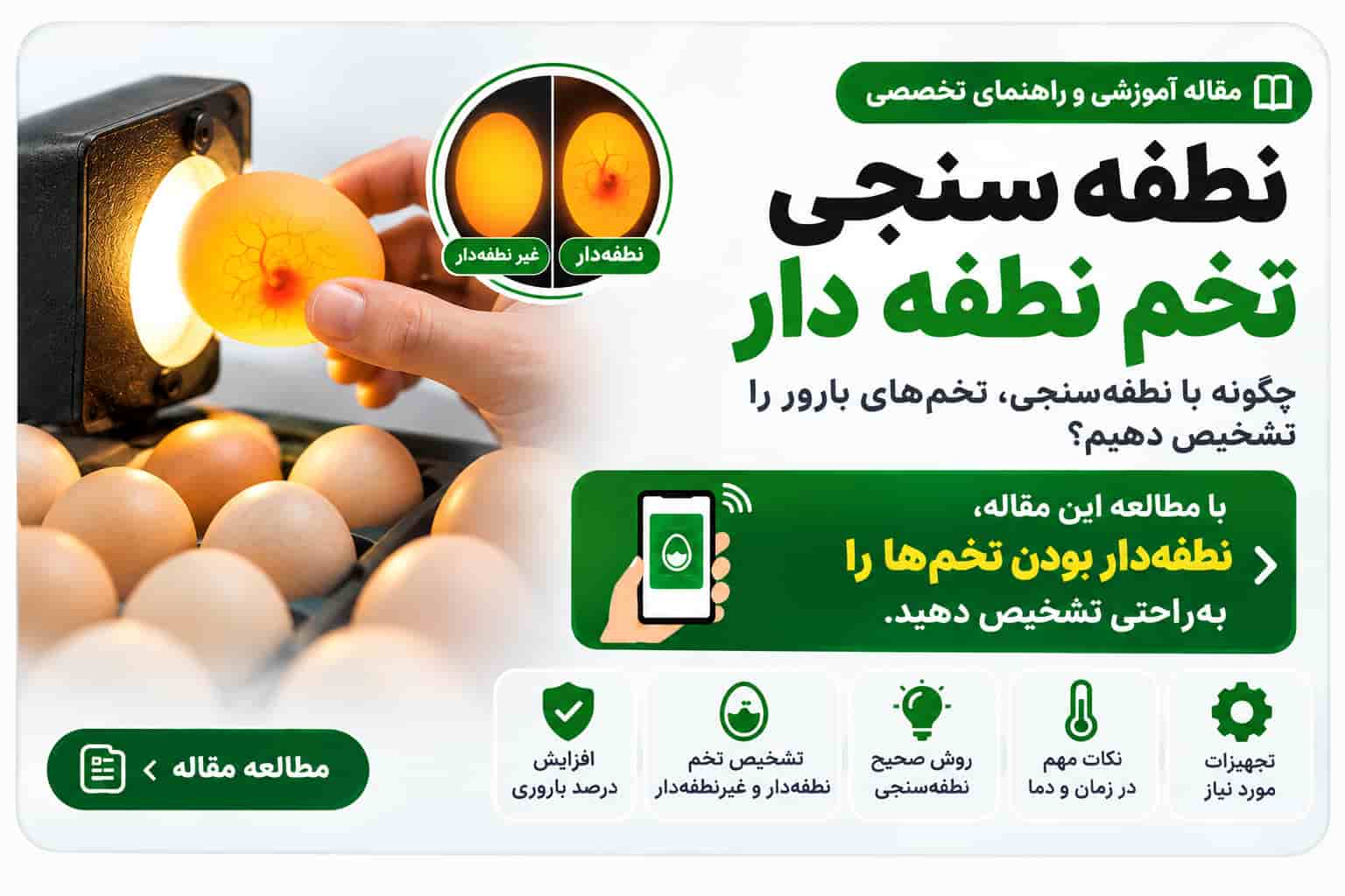 روش نطفه سنجی تخم نطفه دار قبل از خرید تخم نطفه دار